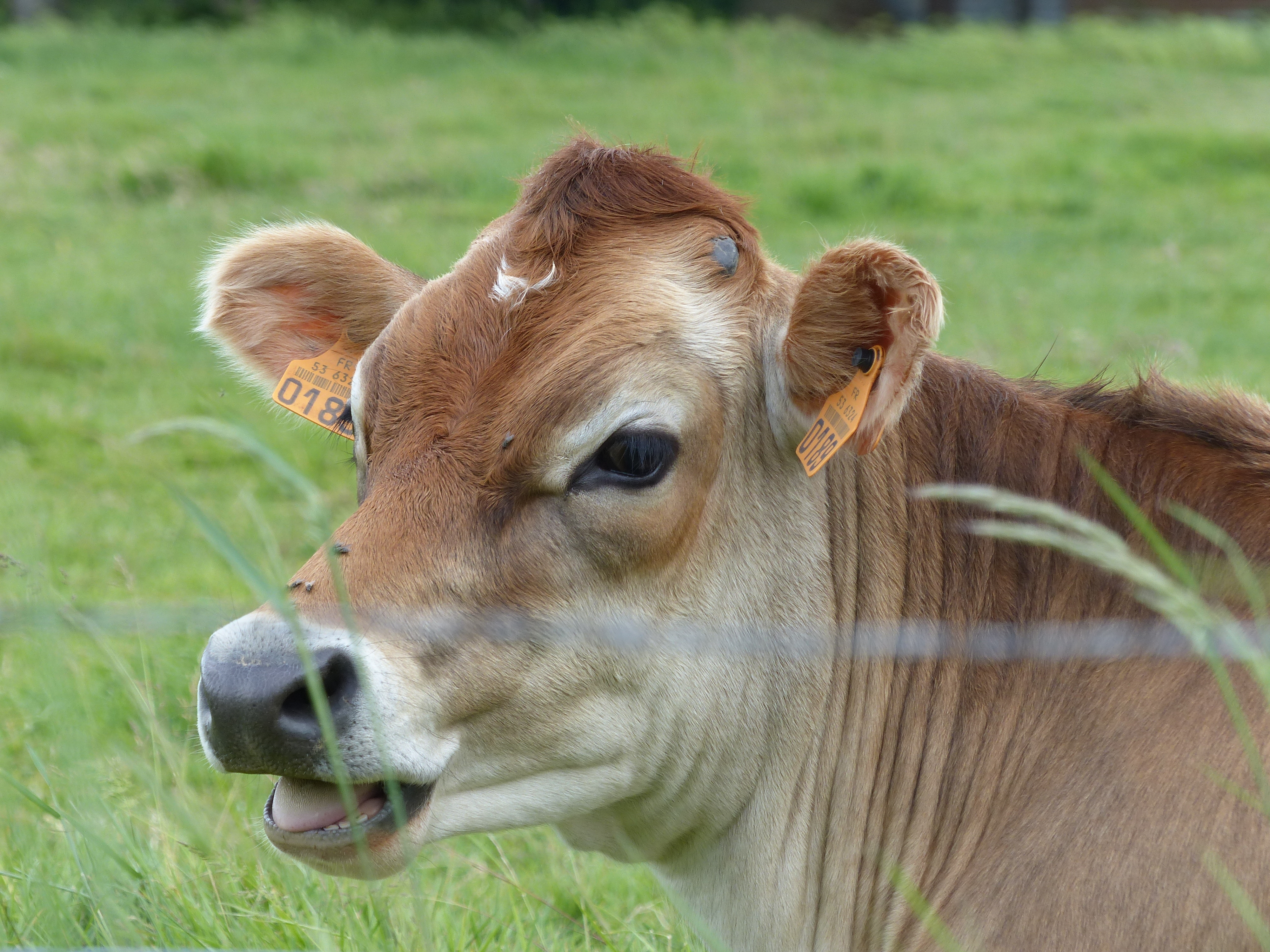 Vache_de_race_Jersiaise_en_Mayenne_05